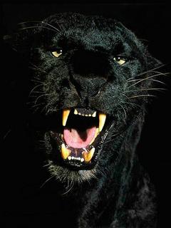 Other Wallpapers 0771